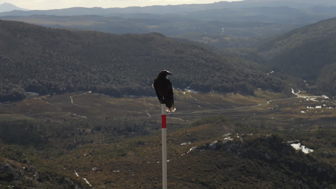 impresionante pájaro currawong negro posado en un poste blanco con la cordillera como telón de fondo
