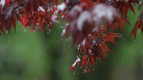 rain falls upon autumn leaves