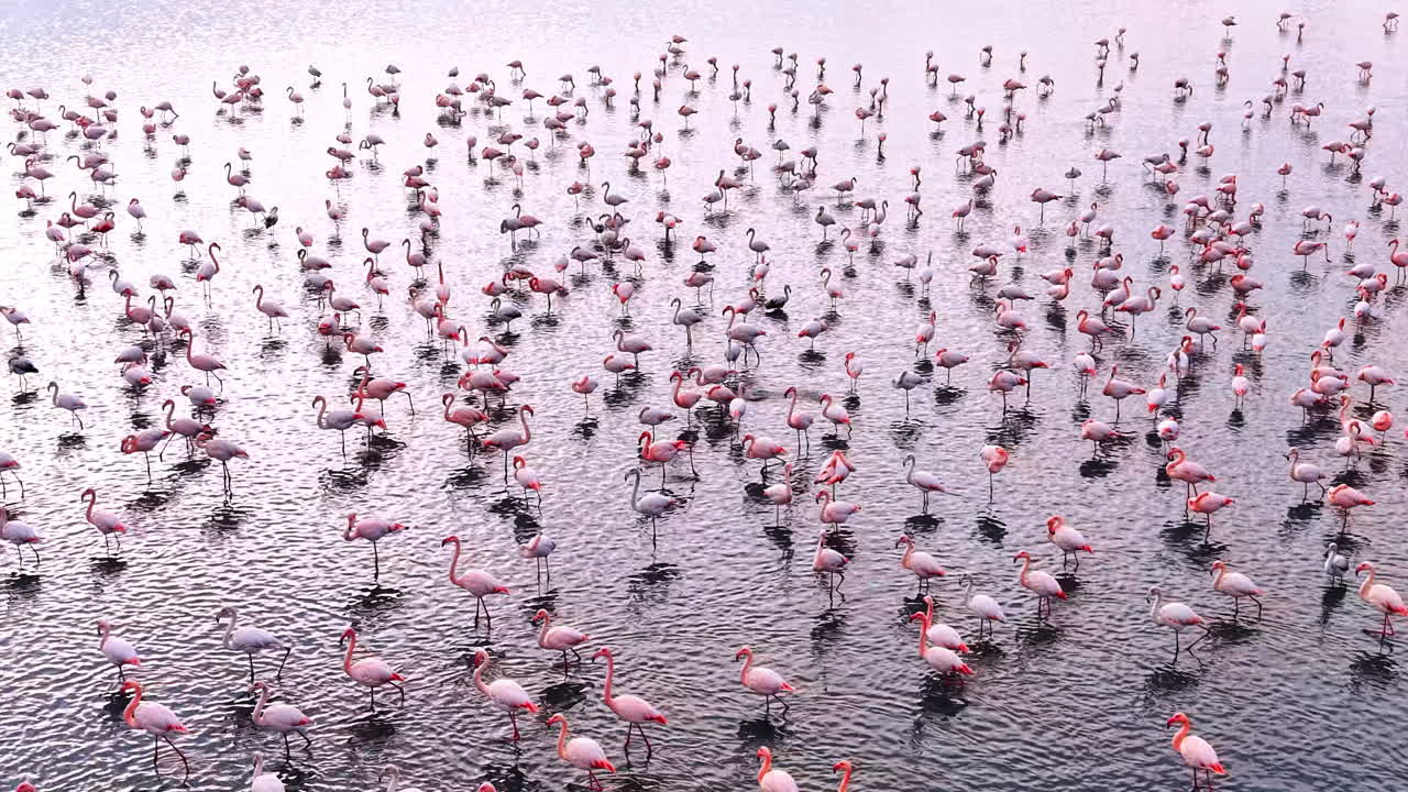 Un tapis dense de flamants roses s’étend sur la surface du lac. Vue plongeante montrant un très grand nombre de flamants roses répartis dans une étendue d’eau peu profonde.