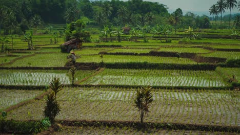 Bellas-Imágenes-De-4k-Uhd-De-Un-Enorme-Campo-De-Arroz-Verde-Natural-Y-Tradicional-Y-Agricultores-Con-Sombreros-De-Paja-En-Bali,-Indonesia---Asia-Con-Palmeras-Verdes-De-La-Selva-Y-Montañas-En-El-Fondo