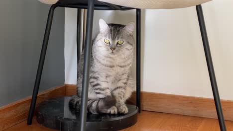 cute cat kitten hiding under the wooden chair