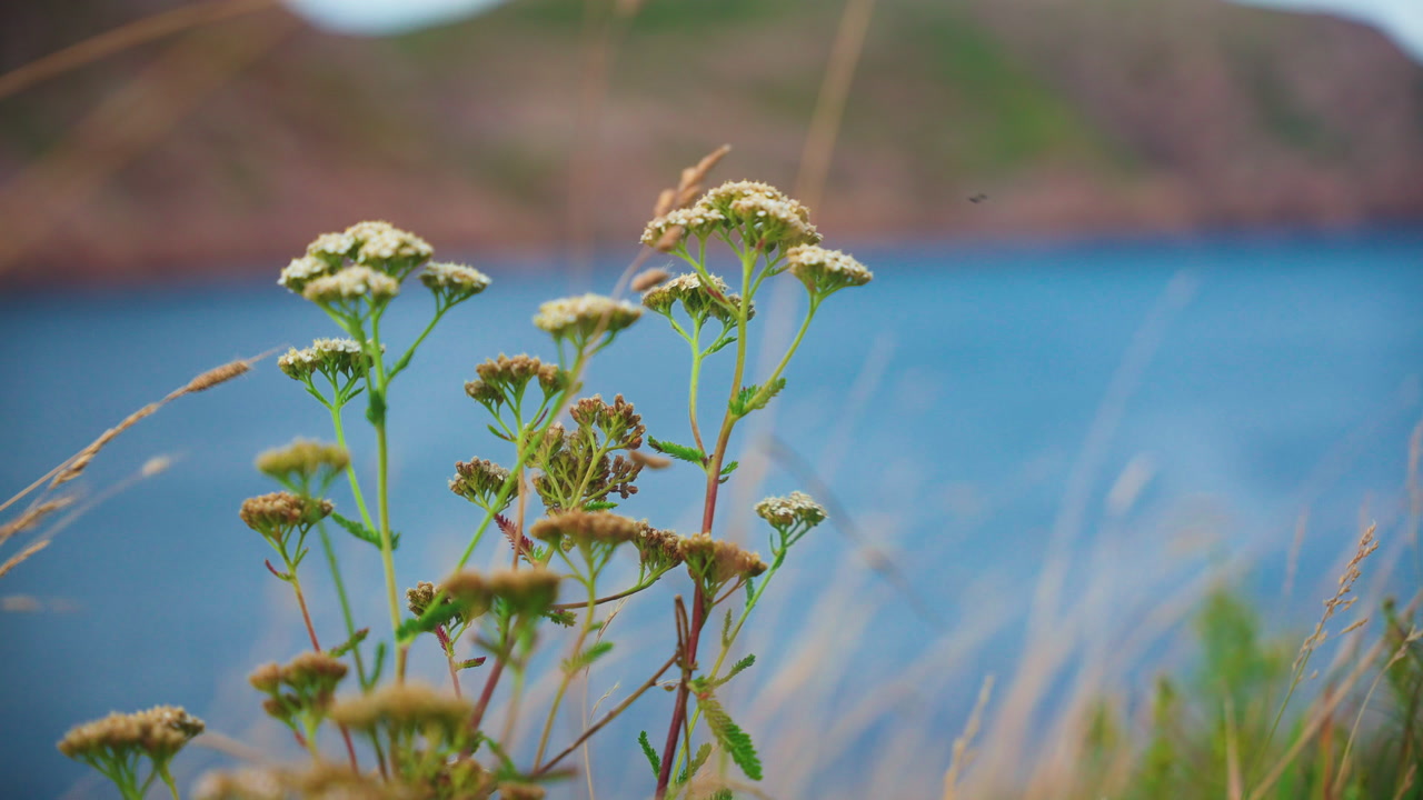 close up of small flower blowing in the wind overlooking the Atlantic ocean on a windy autumn day. St. Johns Newfoundland Canada