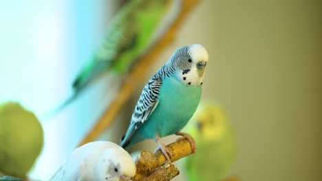 Colorful-Budgerigar-cs-Flying-Inside-The-Aviary-At-Anseong-Farmland