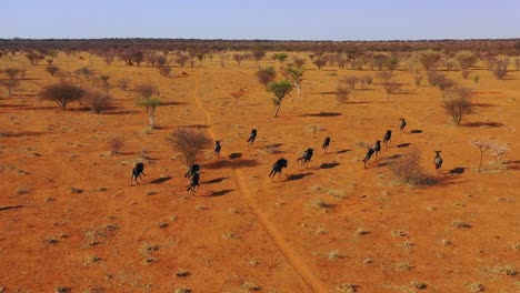 Ausgezeichnete-Drohnenantenne-Von-Schwarzen-Gnus,-Die-Auf-Den-Ebenen-Afrikas-Namib-Wüste-Namibia-Laufen-4