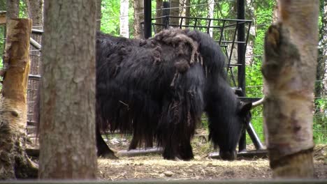 Yak-in-captivity-in-Alaska