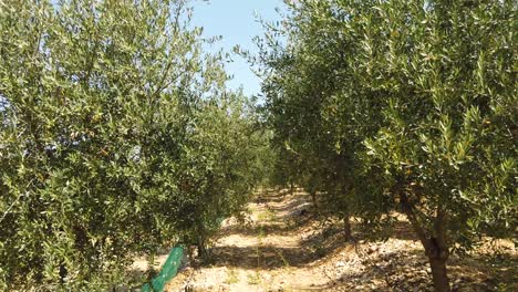 Caminando-Entre-Hermosos-Olivos-Llenos-De-Frutos-Verdes-En-La-Naturaleza