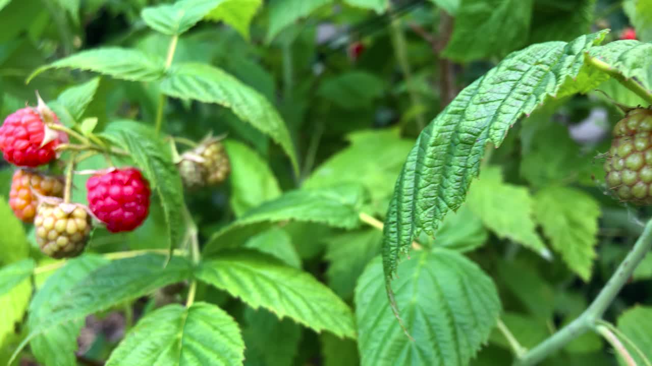 돌리 샷을 닫습니다