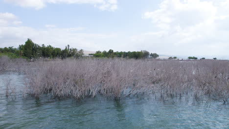 Vegetación-Costera-En-El-Mar-De-Galilea-Que-Sirve-De-Hábitat-Y-Protección-Para-Las-Aves-Silvestres---Toma-Aérea-Deslizante