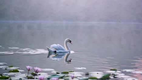 a serene video capturing a swan gliding gracefully across a misty lake, emphasizing tranquility