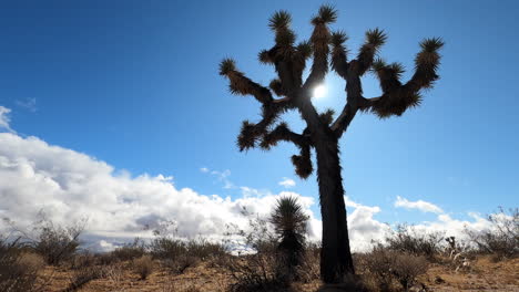 Desert-timelapse-of-bright-sun-behind-Joshua-tree-arid-landscape