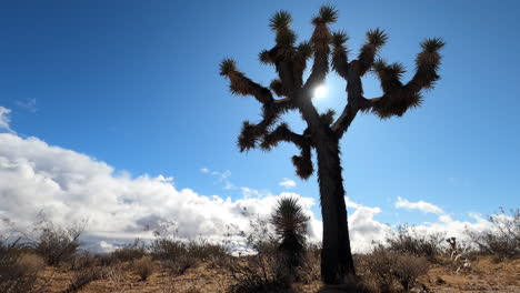 Desert timelapse of bright sun behind Joshua tree arid landscape