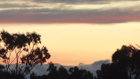 sunset silhouette of trees