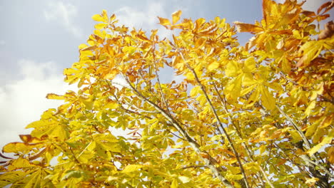 Hermosas-Hojas-De-Otoño-Amarillas-Doradas-En-El-Viento-Con-Cielo-Azul-Y-Nubes-En-El-Fondo-El-Día-De-Otoño