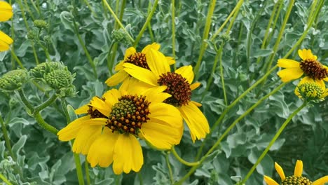 Bright-yellow-flowers-are-gently-swinging-at-the-mild-wind,-colorful-plants-and-rich-vegetation-during-nice-weather-day