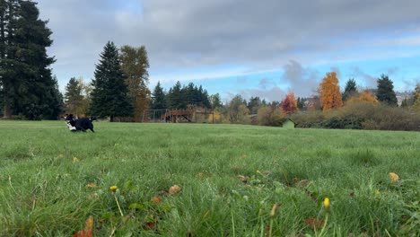 perros jugando al frisbee en un parque de hierba