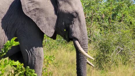 African-Bush-Elephant-Grazing-While-Walking-At-The-Savanna-In-Kruger-National-Park,-South-Africa