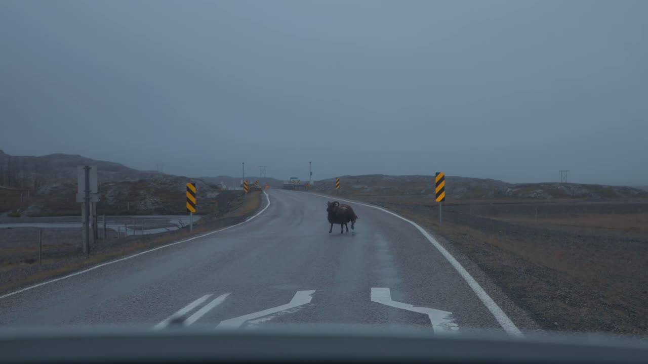 Icelandic sheep running over the road in rain, driver's POV from car