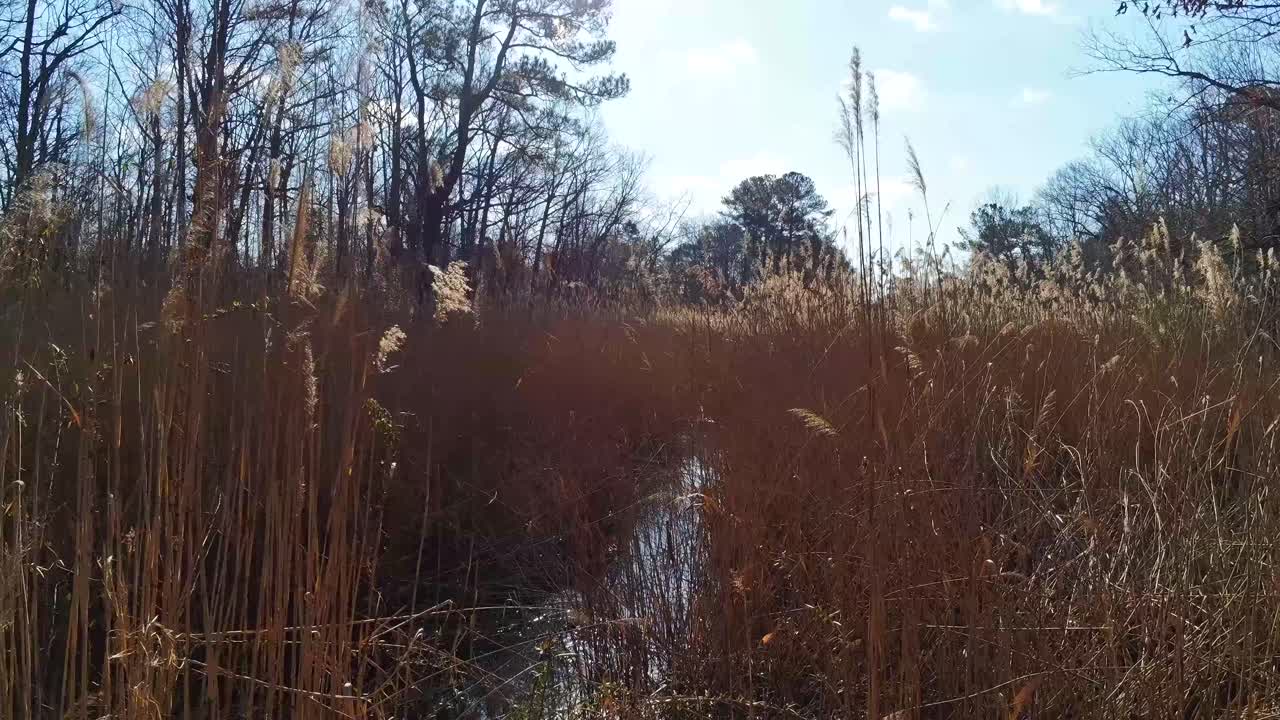 volando un avión no tripulado por el comienzo de un arroyo en un campo de cattails