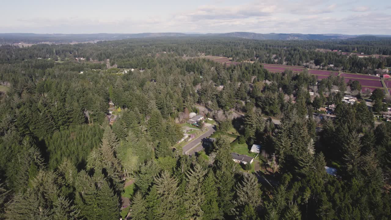 impresionante antena descendente de 4k a través de árboles de hoja perenne altos y densos que revelan casas residenciales