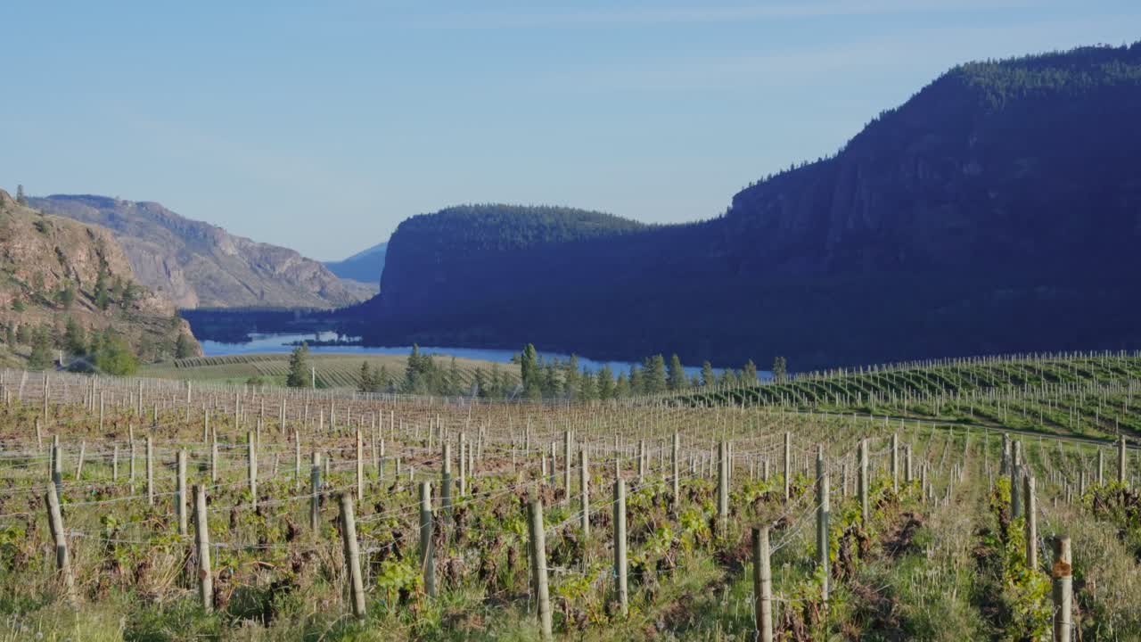 Vigneti che crescono nella Valle dell'Okanagan, estendendosi verso un lago limpido e montagne in Columbia Britannica, Canada.