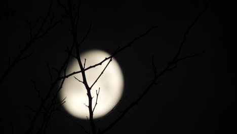 Mond-Hinter-Den-Ästen-Eines-Baumes-Mit-Vorbeiziehenden-Wolken