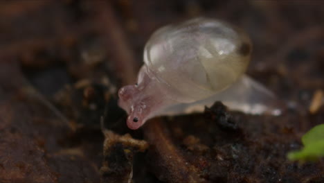 detailed macro shot of recently hatched baby snail with transparent shell