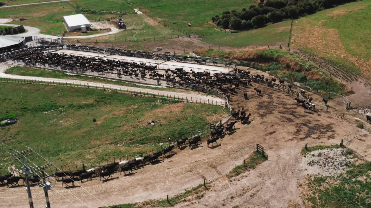 화창한 날, 뉴질랜드 축산, 공중에서 착유장으로 이동하는 많은 소 떼