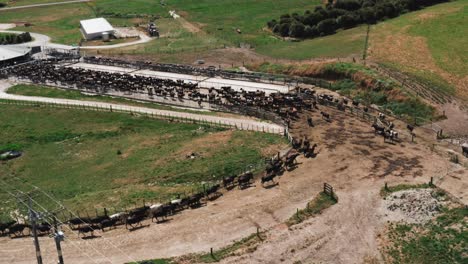 large herd of cows moving towards milking shed on sunny day, new zealand husbandry, aerial