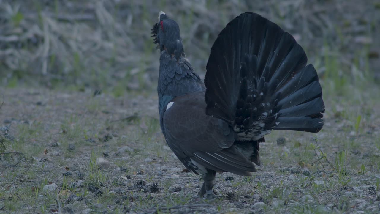 남성 서부 캐퍼케일리 (western capercaillie) 는 렉 (lek) 지역에서 렉킹 (lekking) 계절에 소나무 숲에서 아침 빛에 가까이 서식합니다.