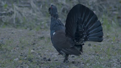 Male-western-capercaillie-roost-on-lek-site-in-lekking-season-close-up-in-pine-forest-morning-light