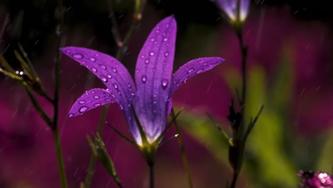 flor de campana púrpura con gotas de agua