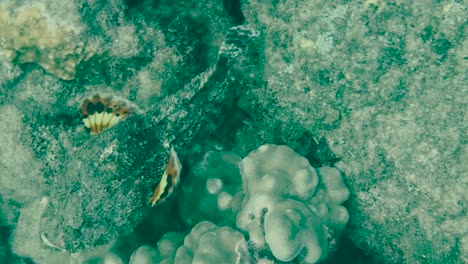 reef stonefish slowly swim over rocky bottom