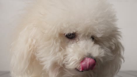 caniche de juguete, raza de perro pequeña e inteligente conocida por su personalidad animada