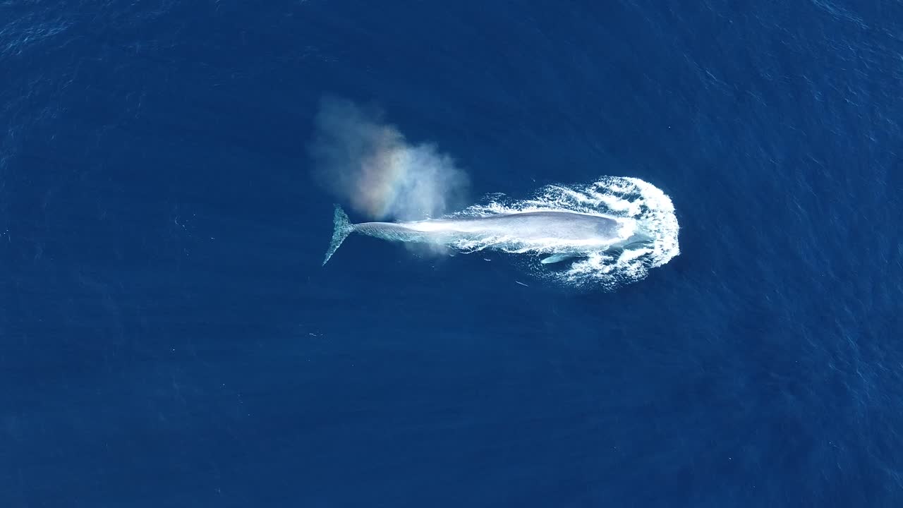 거대한 푸른 고래 표면 샌디에이고