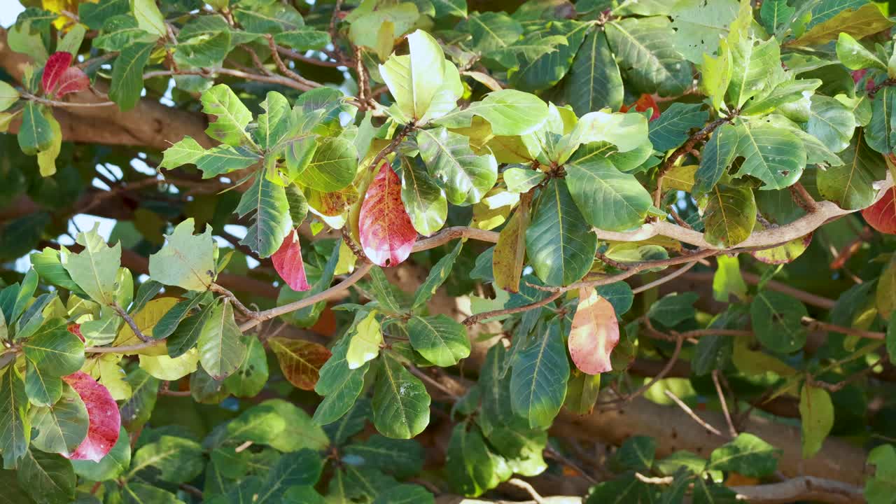 바람에 부드럽게 움직이는 잎