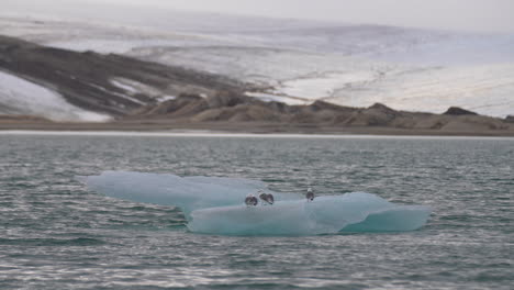 aves en un iceberg que fluye en el agua fría del mar bajo un glaciar en la isla de svalbard, noruega