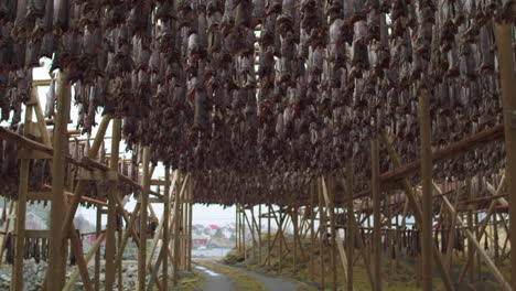 stunning cinematic tracking shot under stockfish racks in lofoten, norway
