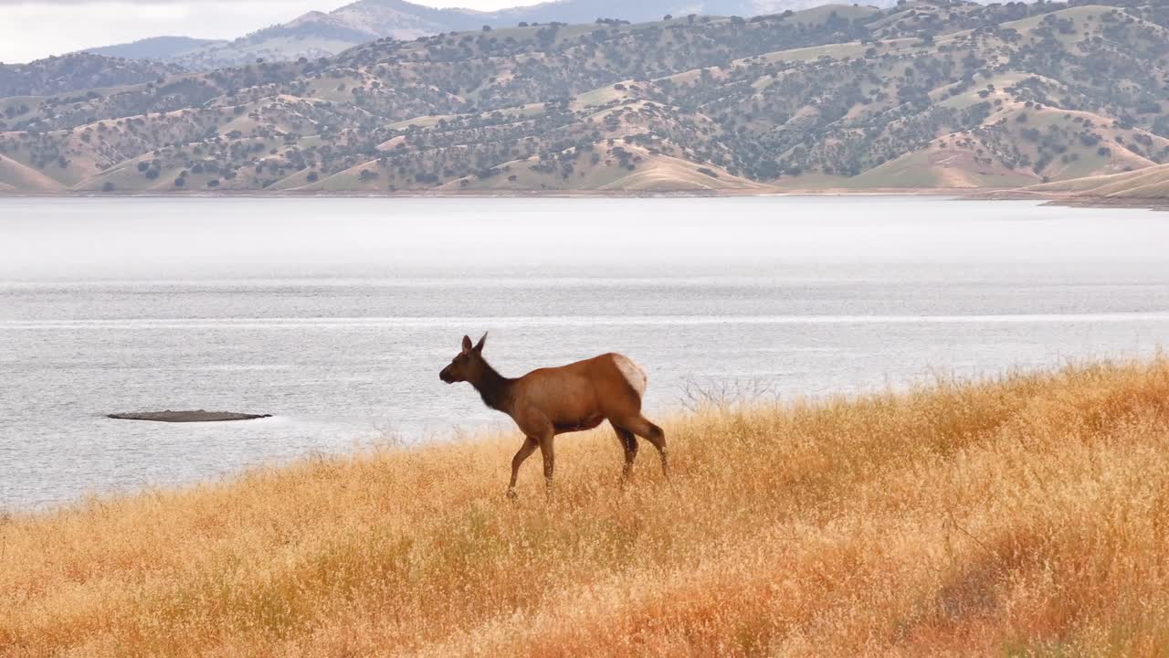 A deer walking on a hill next to San Luis Reservoir