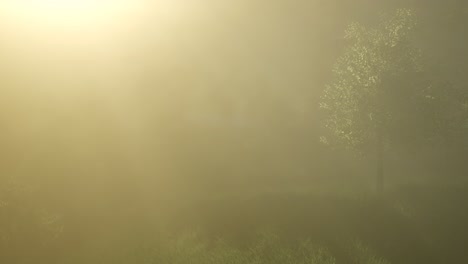 magical forest with sparkles