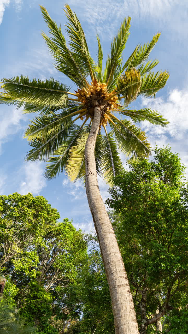 palm trees and tropical rainforest in vertical