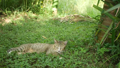 cat sleep under the tree