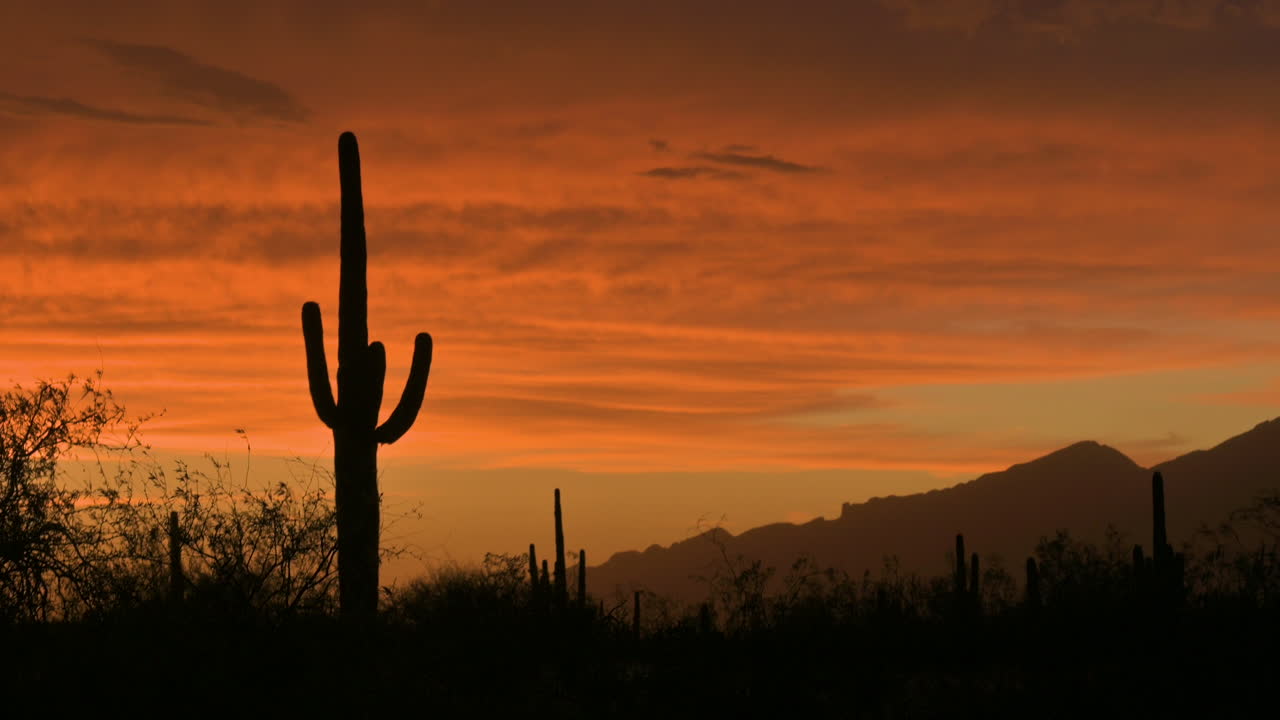 Parque nacional de Saguaro