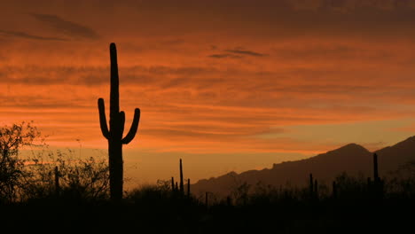 Saguaro-Nationalpark