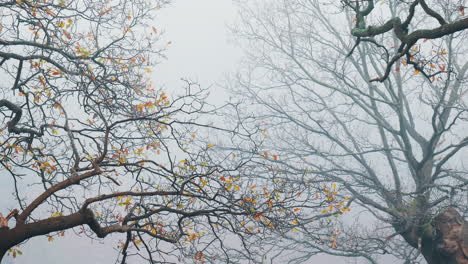 spooky tree branches extending into the mist