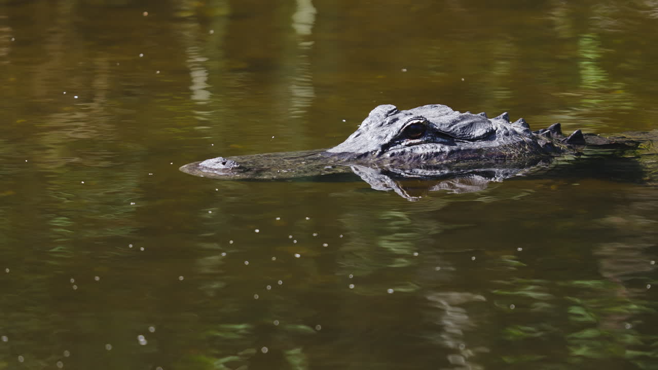 Alligator Head Close Up in Tannic Water 2