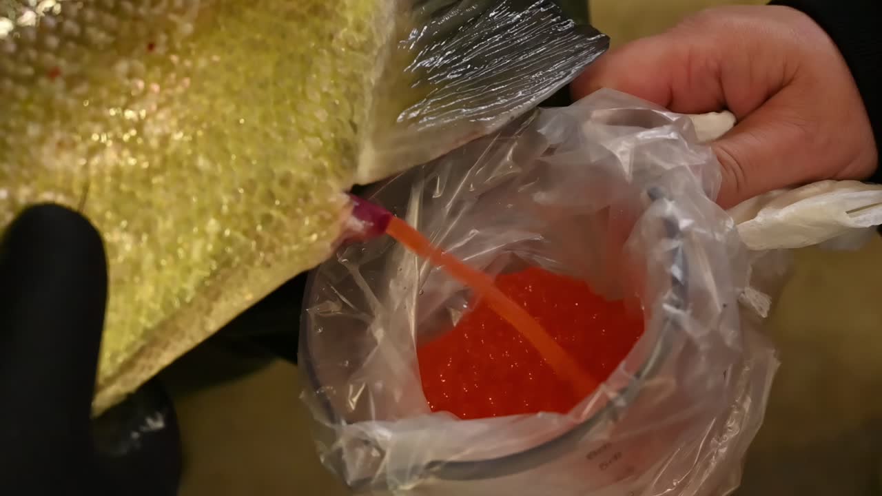 Hatchery worker stripping eggs from female salmon, teammate collecting eggs in container, slow motion.