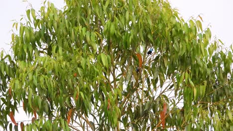 los pájaros tropicales con capas azules en la copa de los árboles vuelan lejos, observando aves colombia