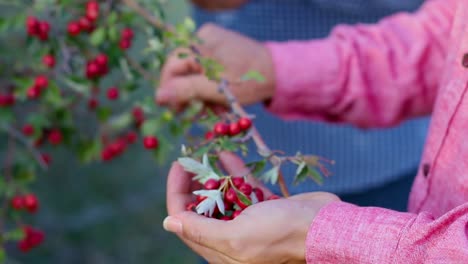 harvest of red ripe tea fruits for medicine