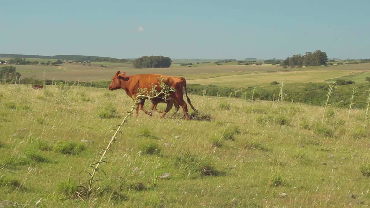 Happy cow and calf walking and running freely on a natural pasture, up the hill in the Uruguayan countryside, slow motion, panning shot