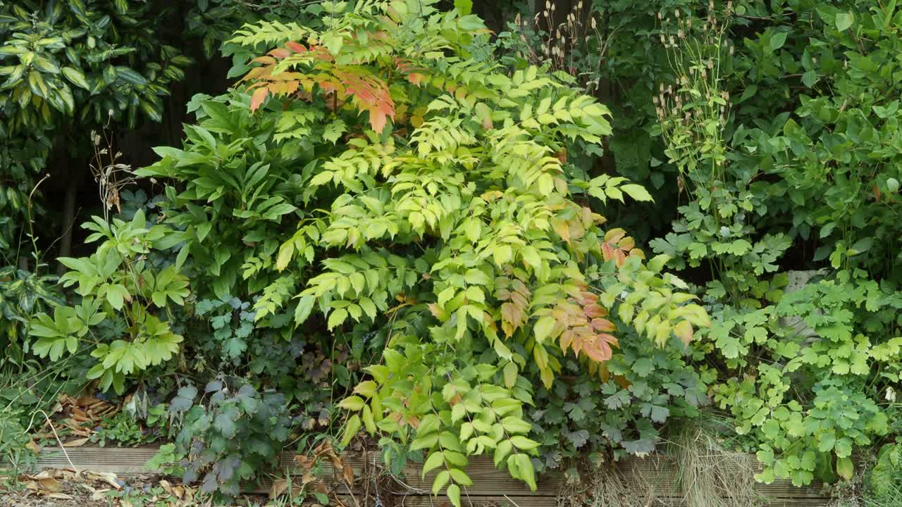 Mahonia with its spiky leaves in yellow and green in late summer
